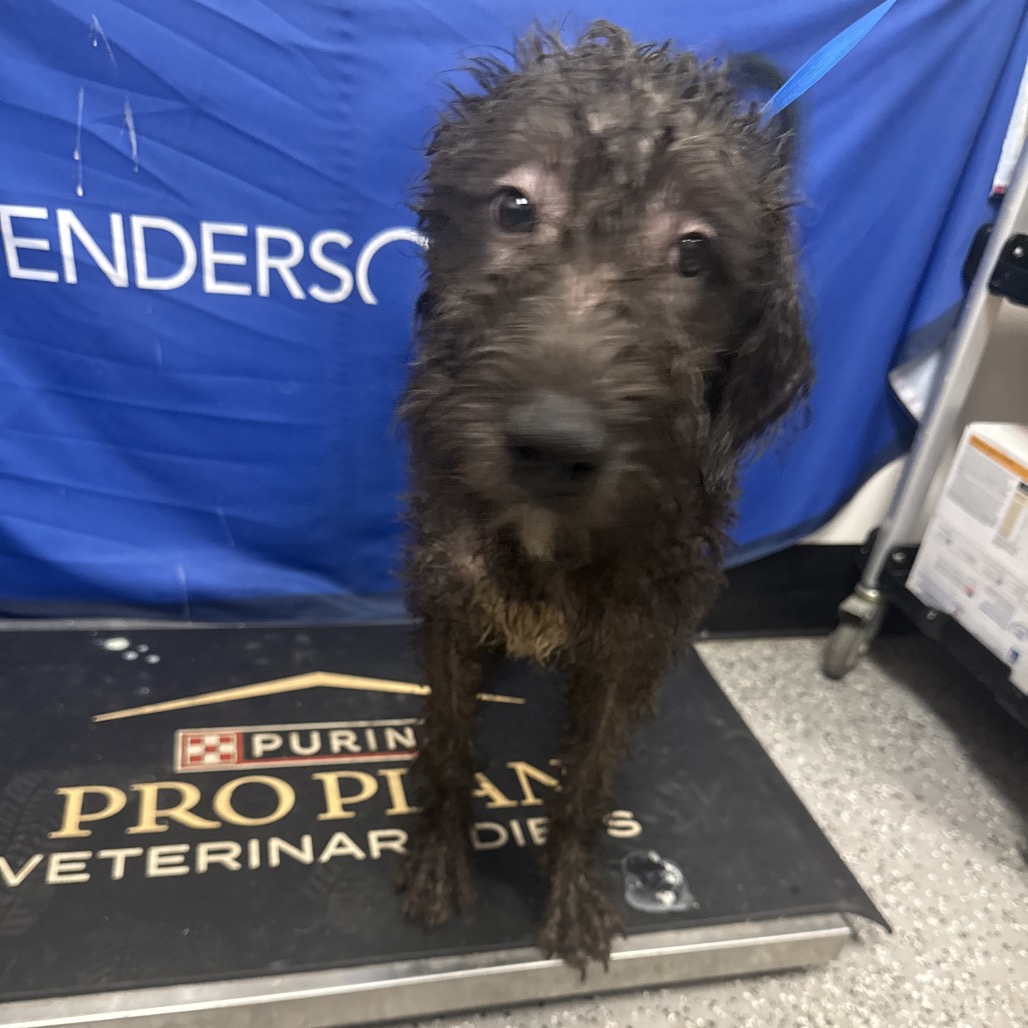 BEE - Poodle available for adoption