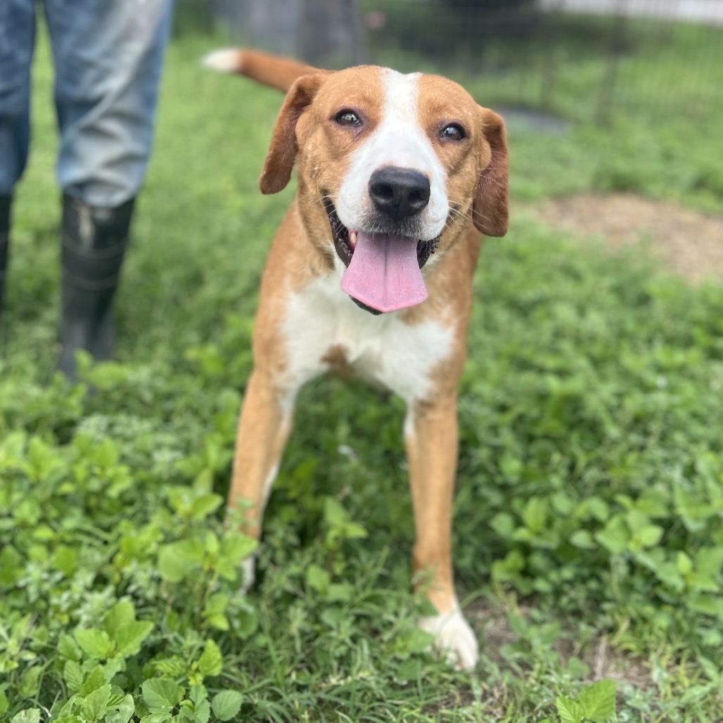 Cerise, available for adoption at PVAS