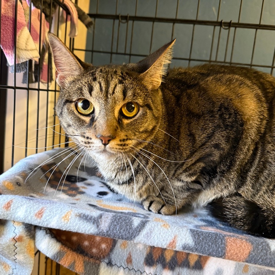 HAGRID - Domestic Shorthair available for adoption