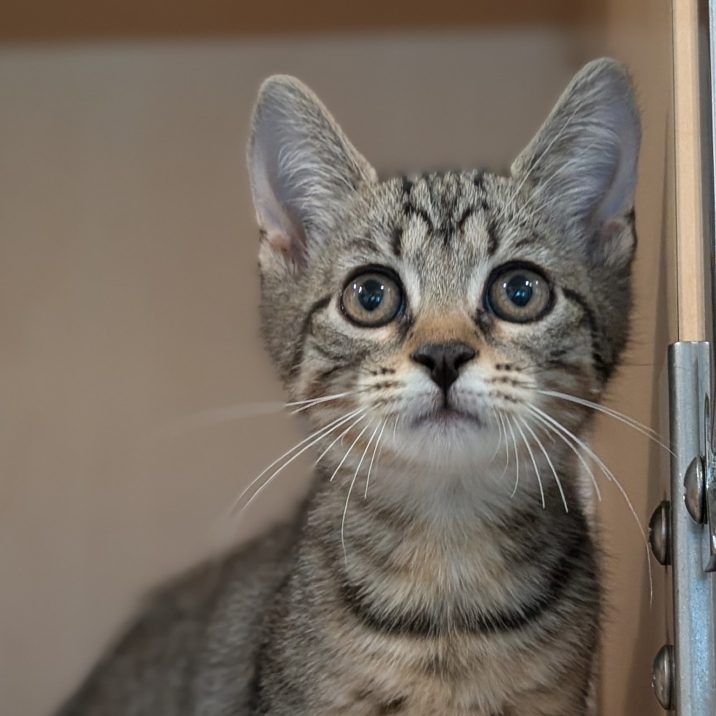 ELEANOR - Domestic Shorthair available for adoption