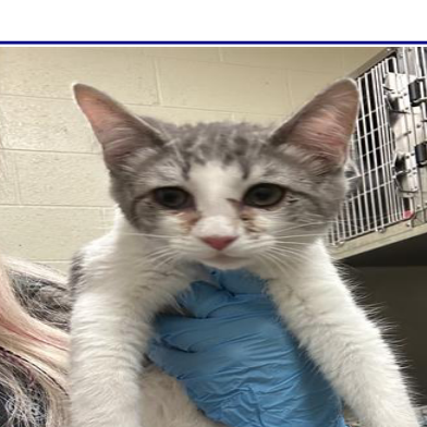 CLOVER - Domestic Shorthair available for adoption