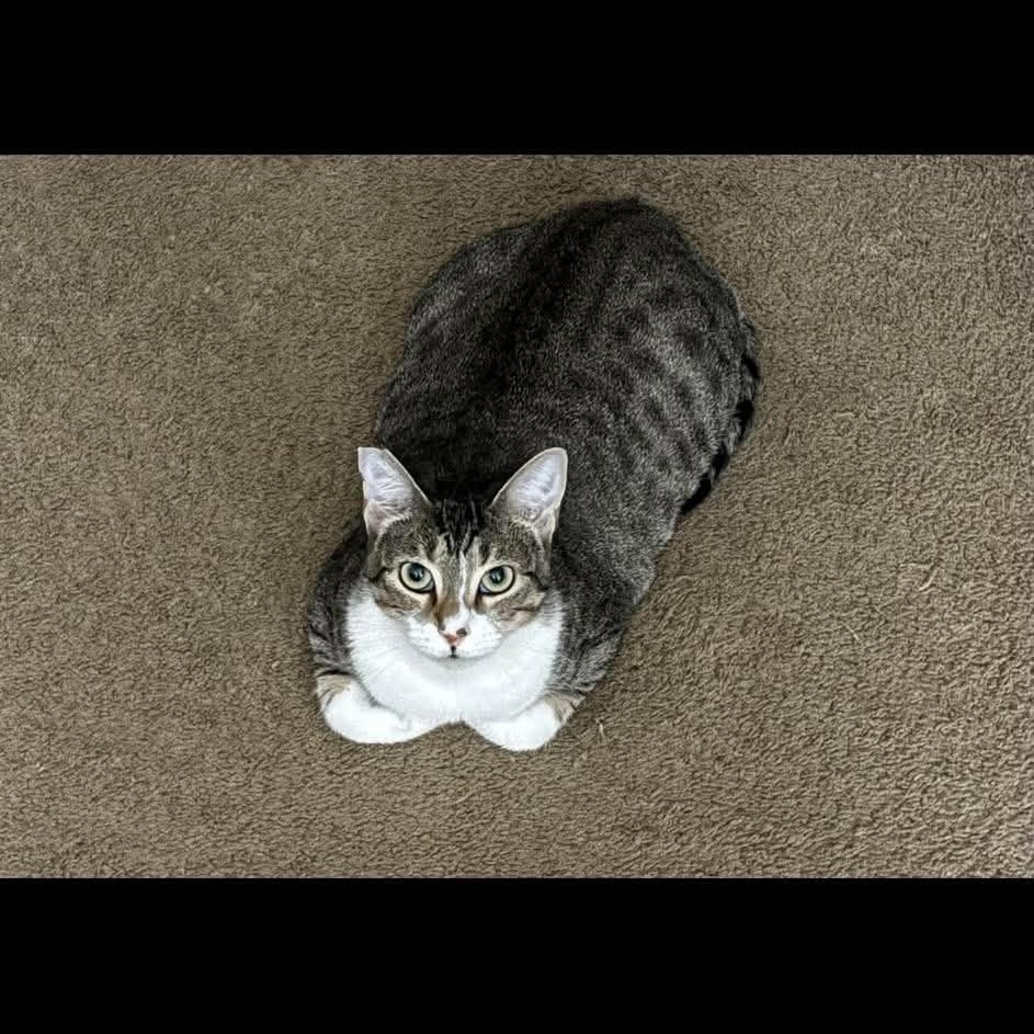 BETTY BOOP - Domestic Shorthair available for adoption