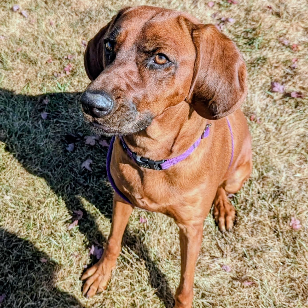 Juniper