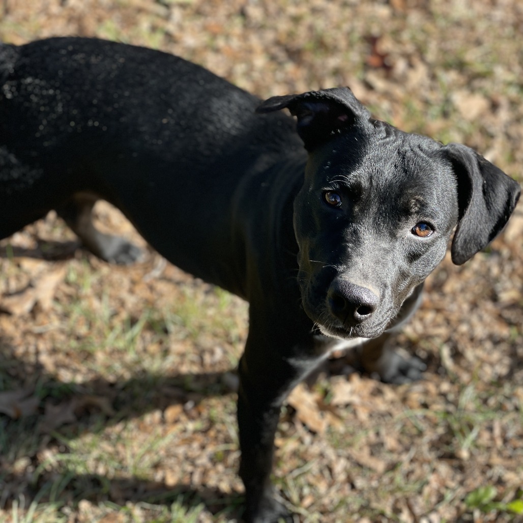 Tia (waiting for 1 1/2 years), photo 2