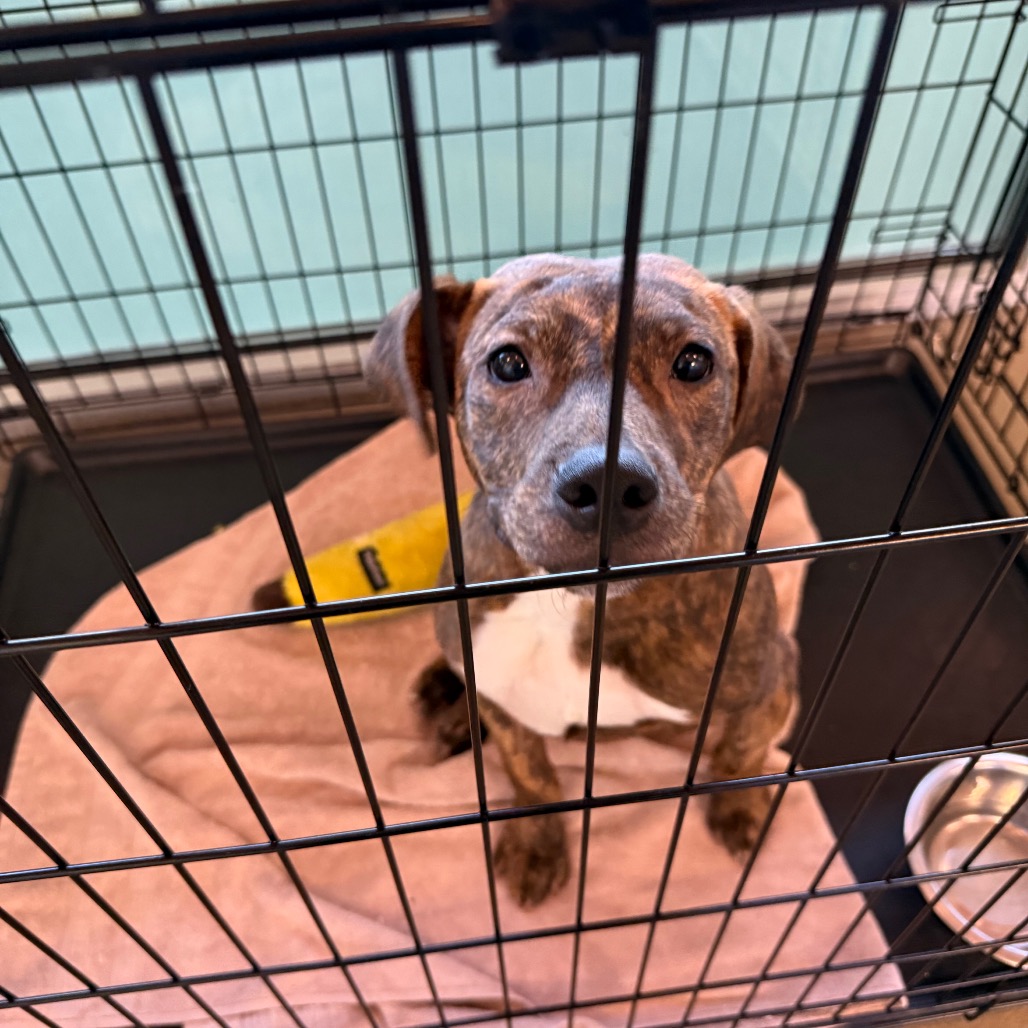 BRYCE - Mixed Breed (Medium) available for adoption