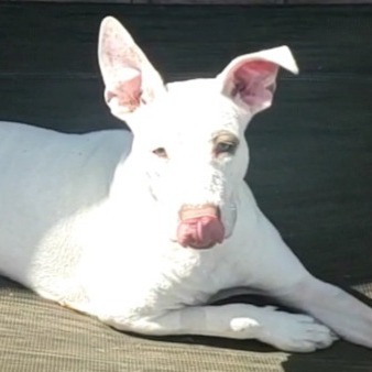 Sunny — thumbnail 10