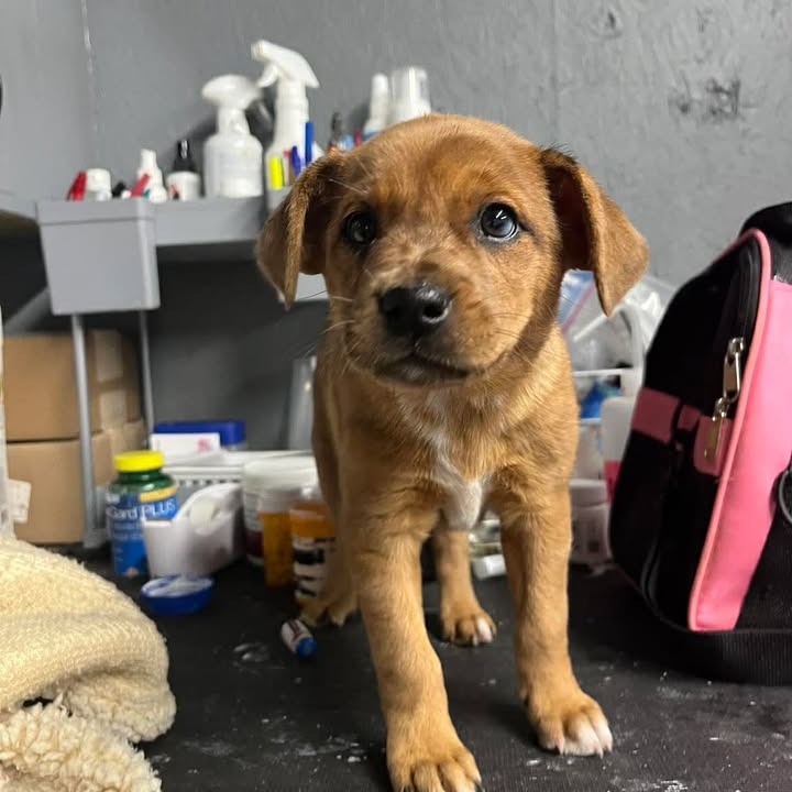 PUFFY - Shepherd / Shepherd, Australian available for adoption
