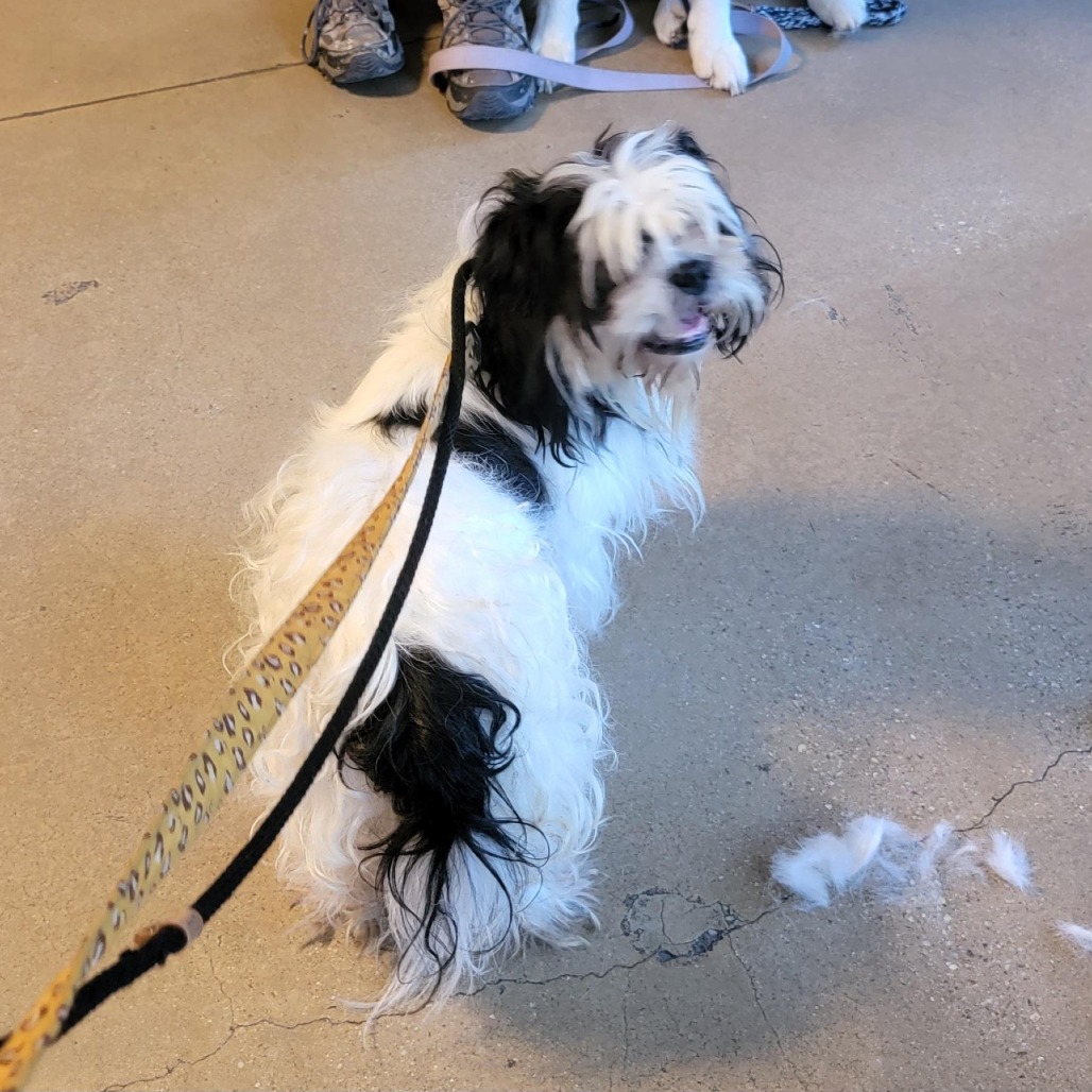 HARVARD - Shih Tzu available for adoption