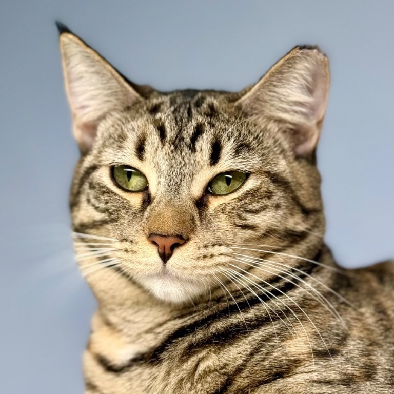 Another portrait of Glinda