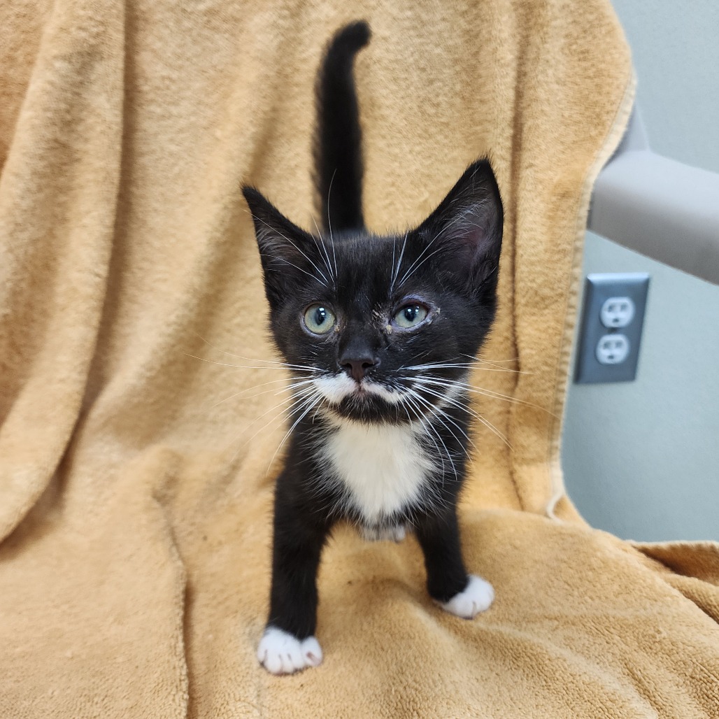 Peso — thumbnail 2