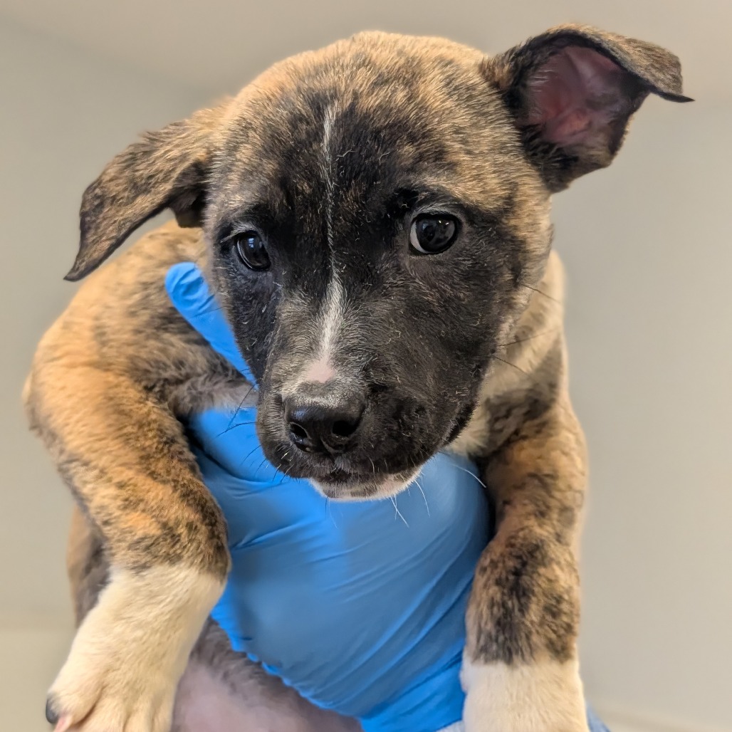 Chantilly Lace — thumbnail 3