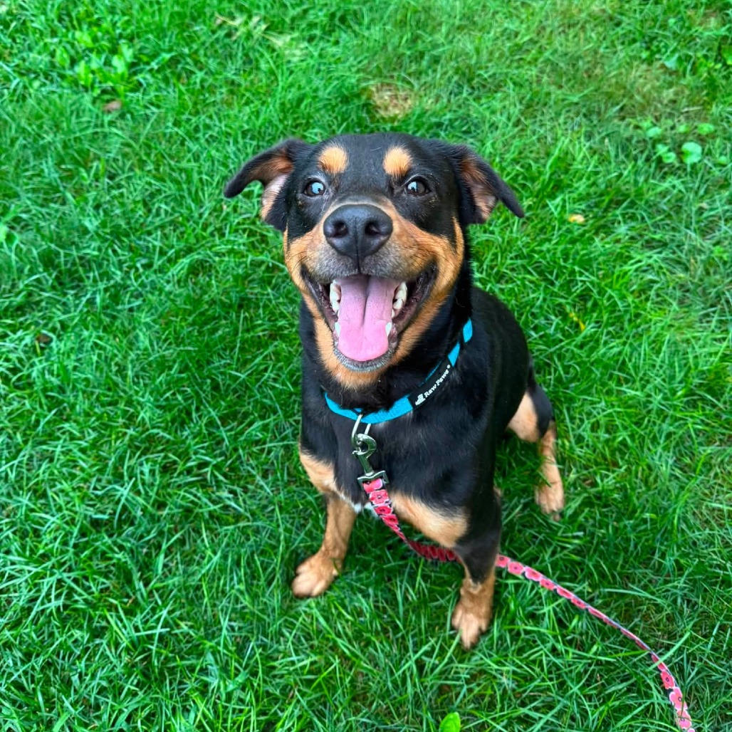 Loki