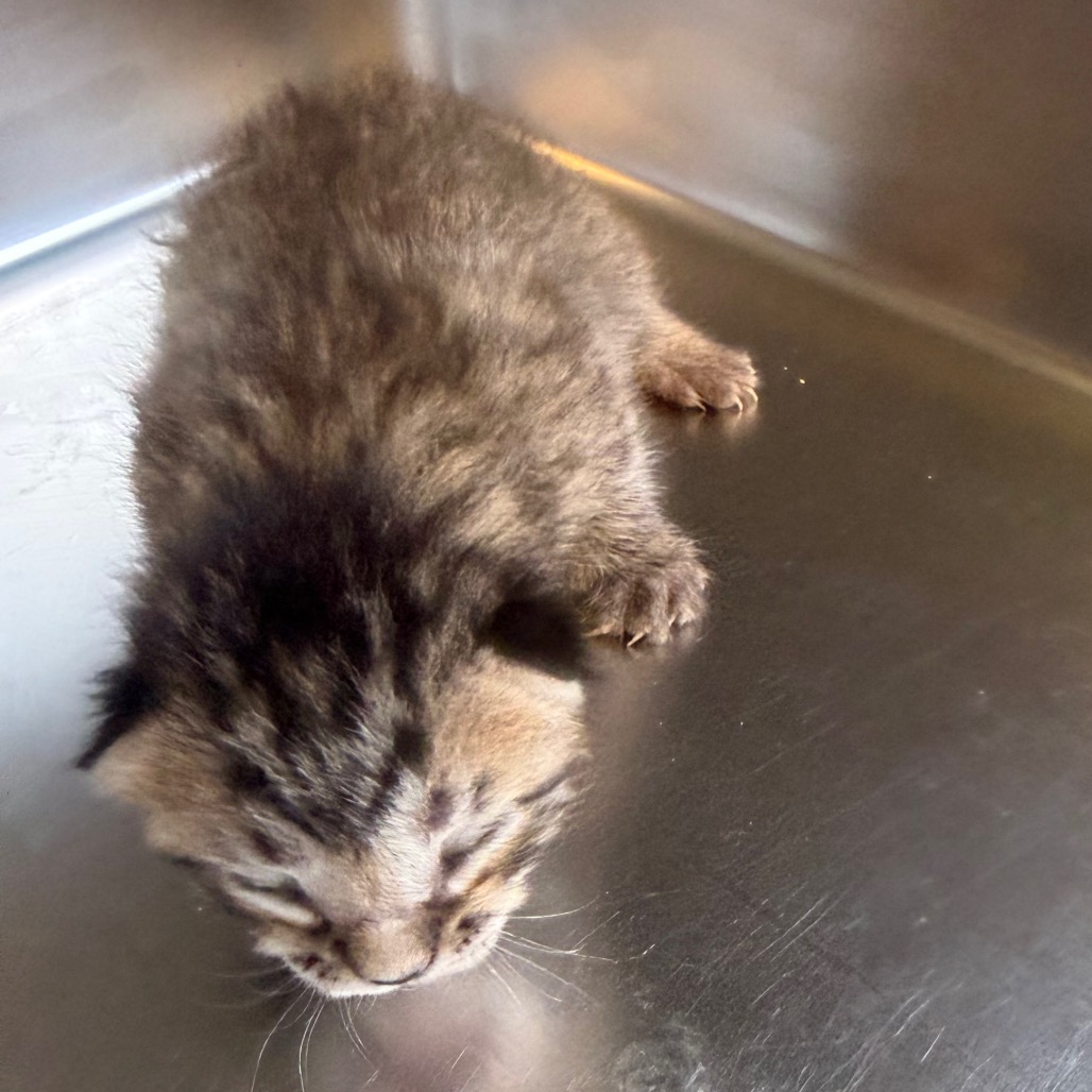 Tusc Stray 85217 2