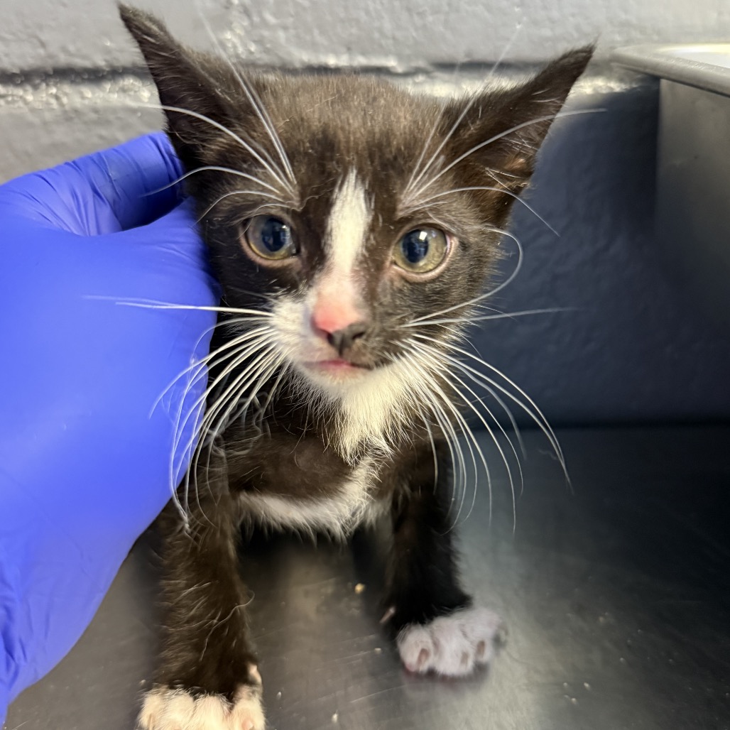 Tusc Stray 84565 2 3