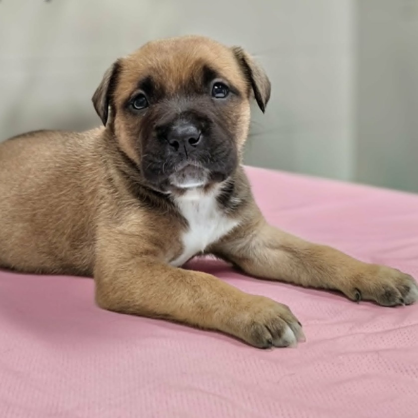 CT Willa avail Aug 1 (Raymond's Auto - North Franklin, CT) 