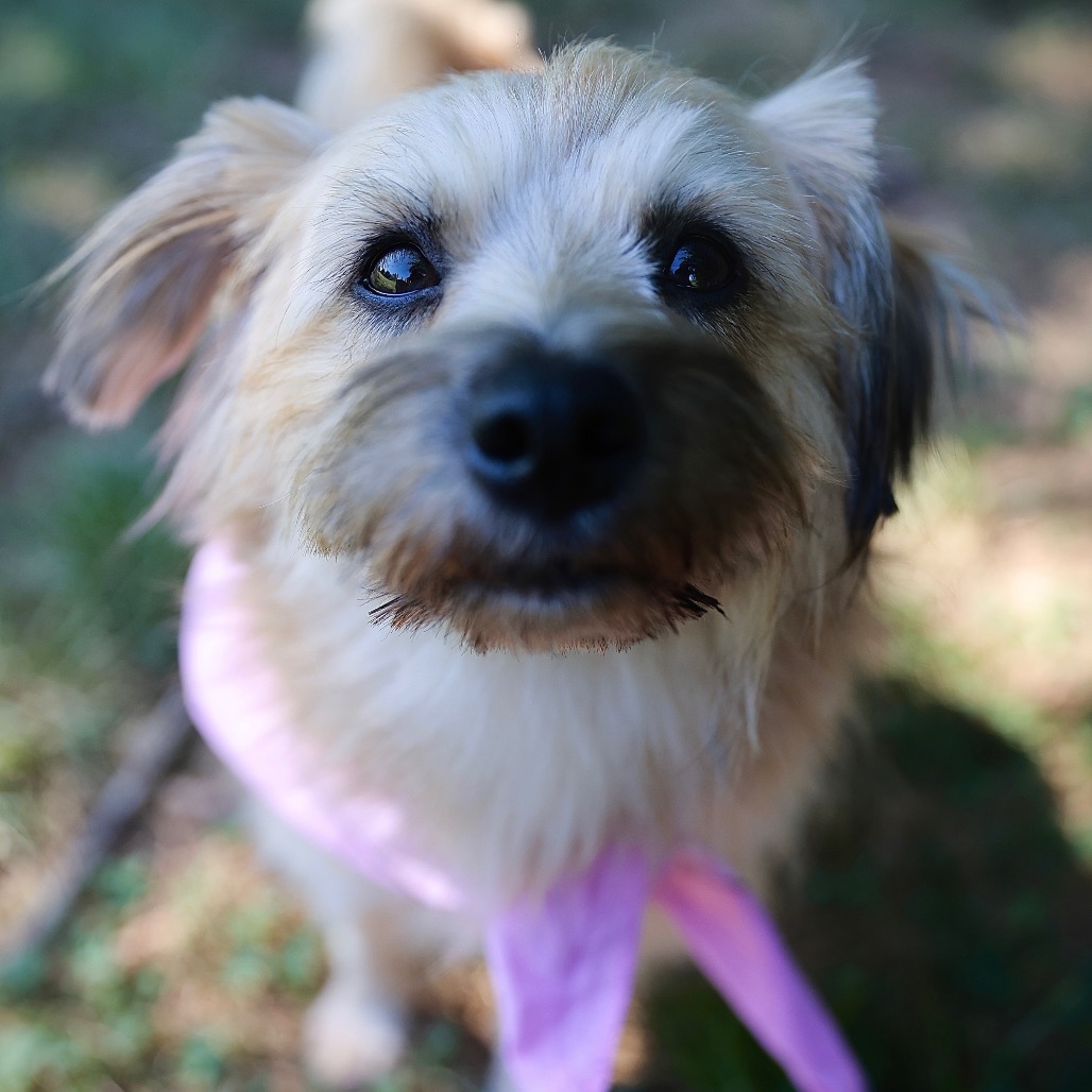 PUMPKIN - Terrier, Cairn / Terrier, Yorkshire, Yorkie available for adoption