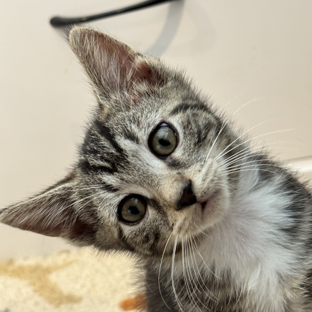 CLAY [BLUE] - Domestic Shorthair available for adoption