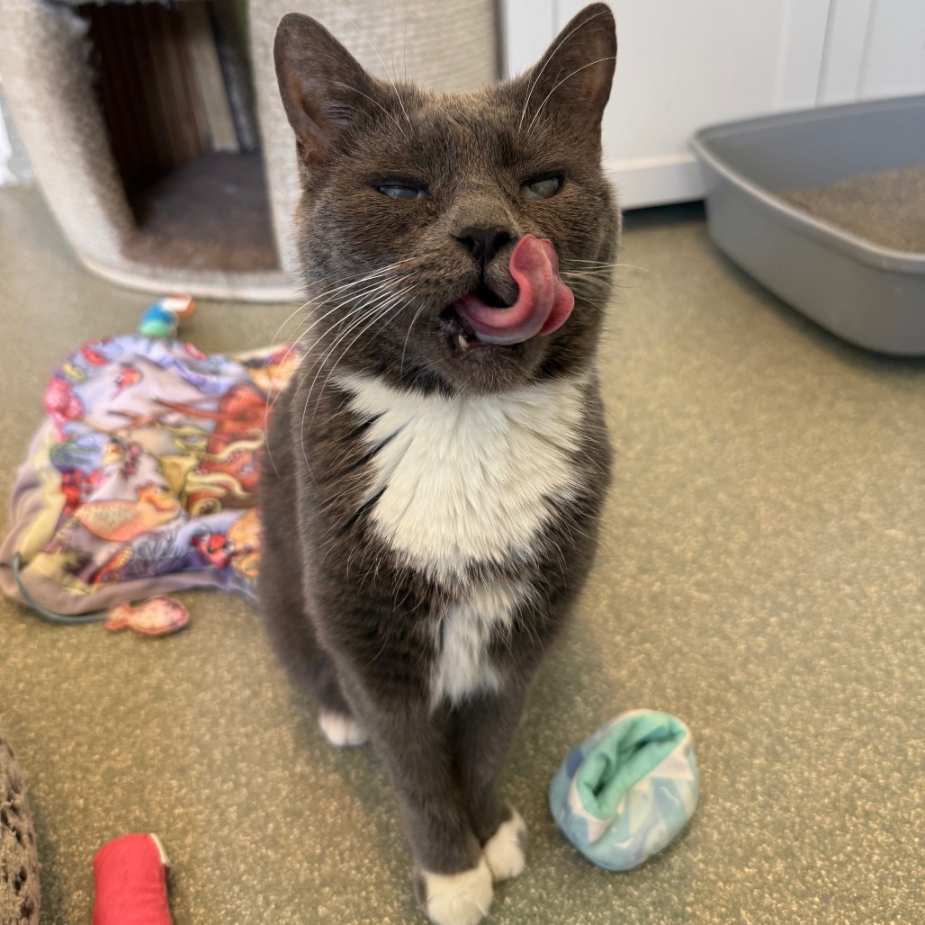 Chai — thumbnail 5