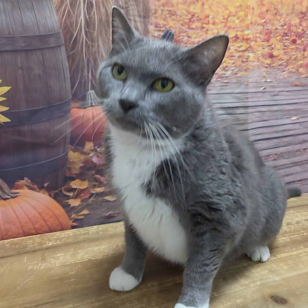 Bootsie