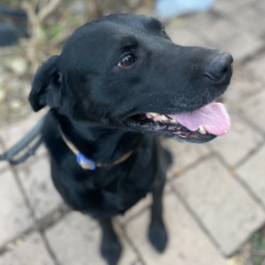 Blue, available for adoption at PVAS