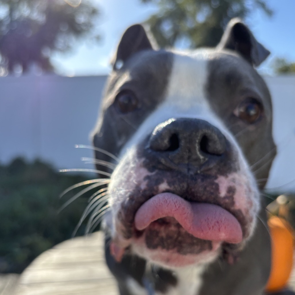 Chino, photo 17