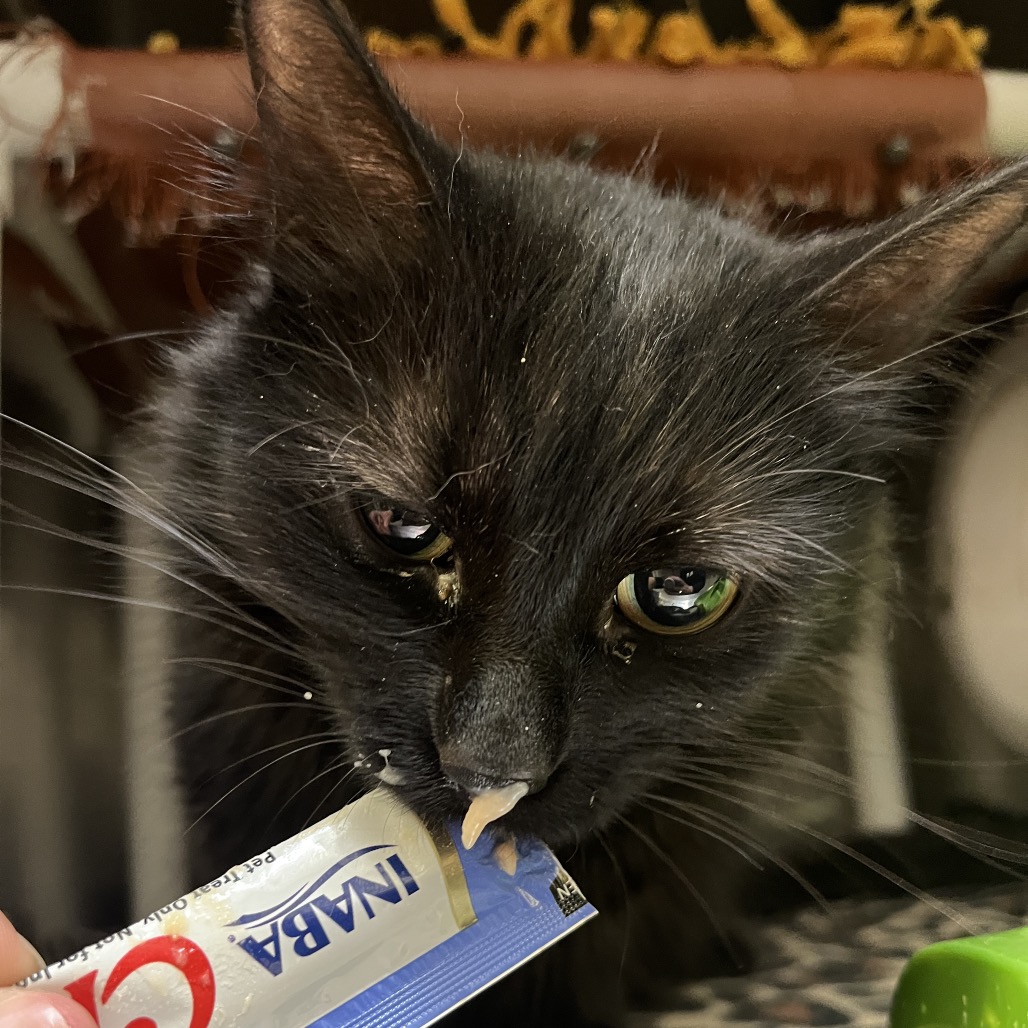 Luna — thumbnail 6