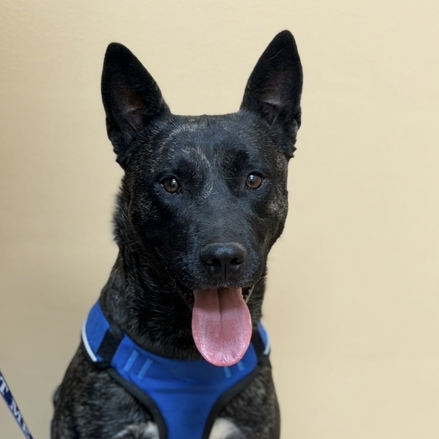 BEAU - Shepherd / German for adoption in Midland