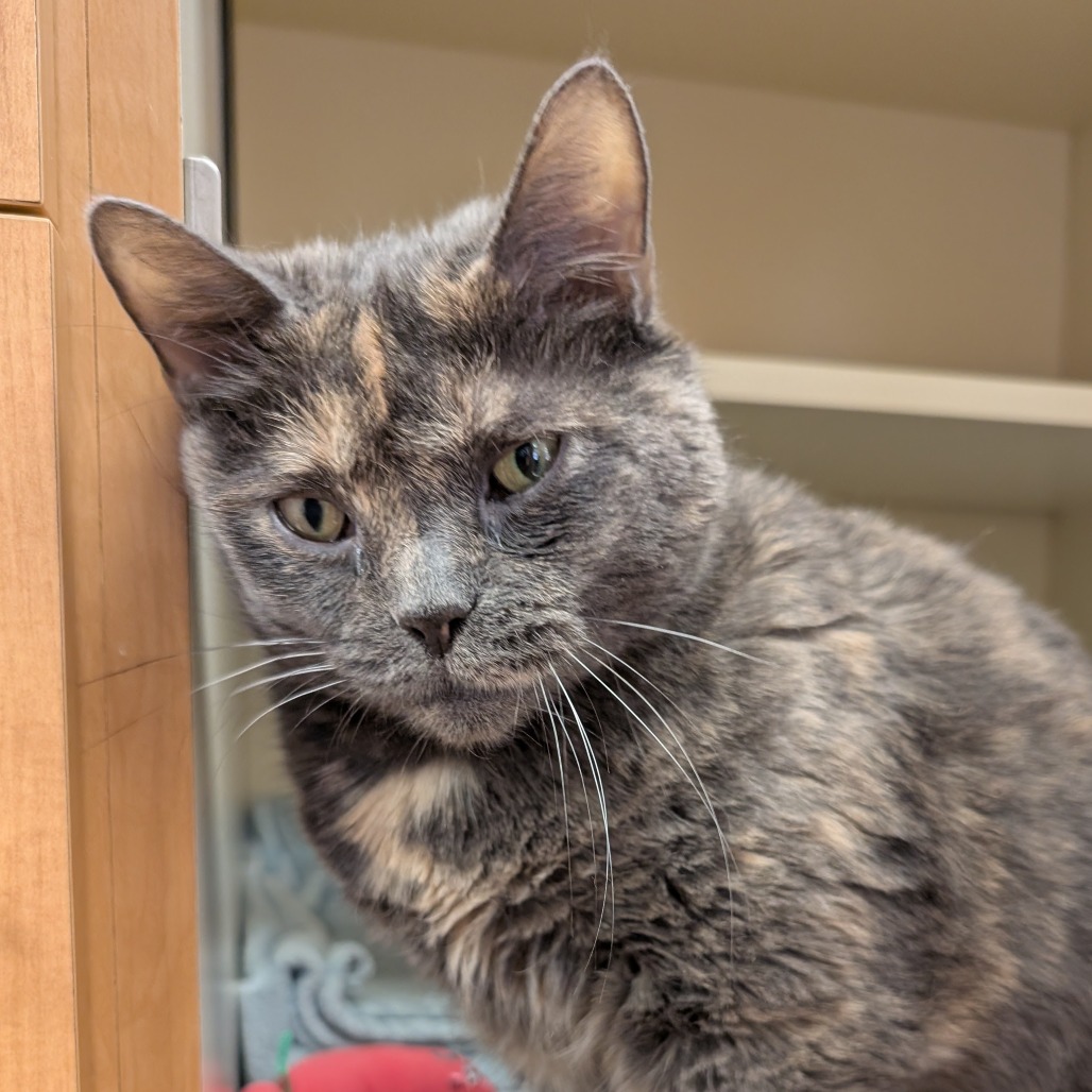 Dolly Purrton, photo 5