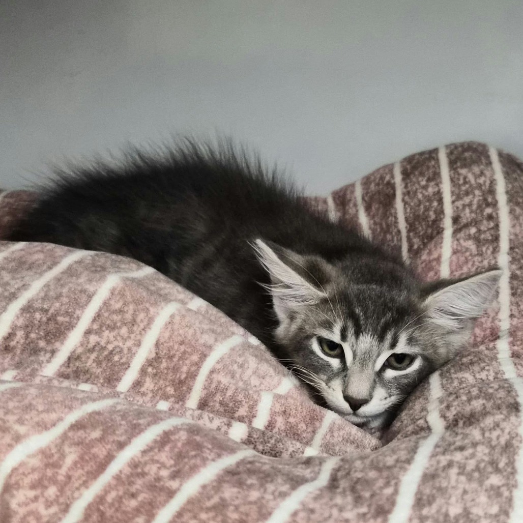 CHURU - Domestic Medium Hair available for adoption