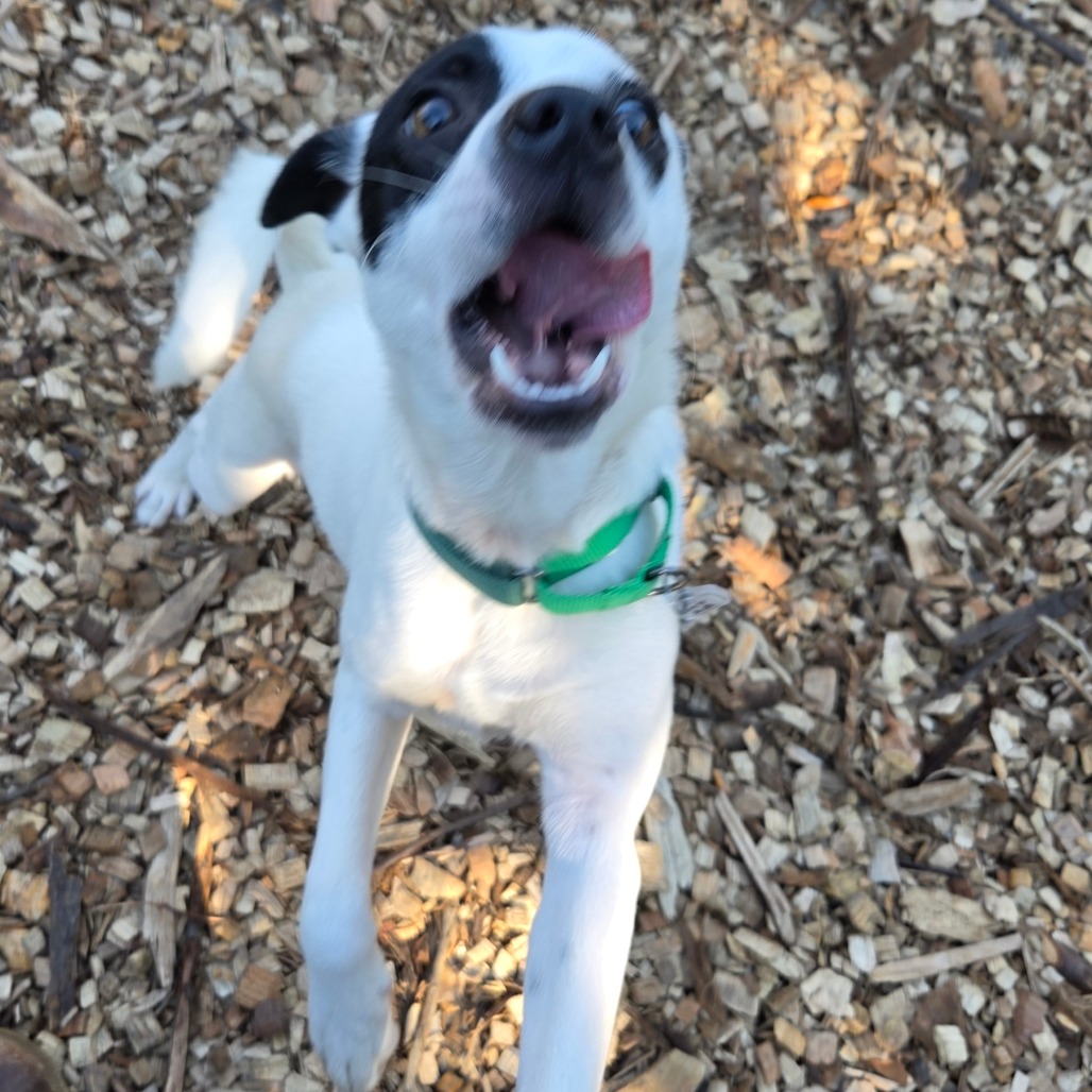 Gizmo, photo 10