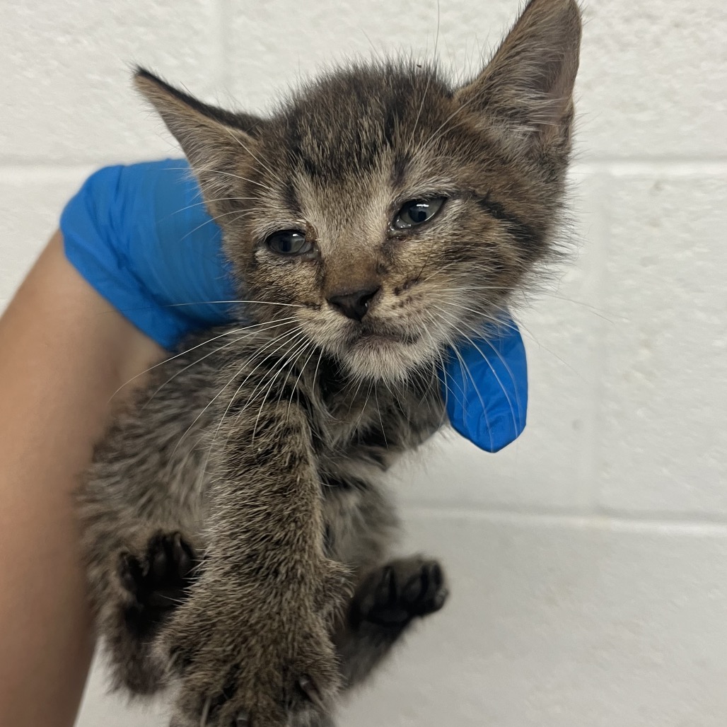TYSON - Domestic Shorthair available for adoption
