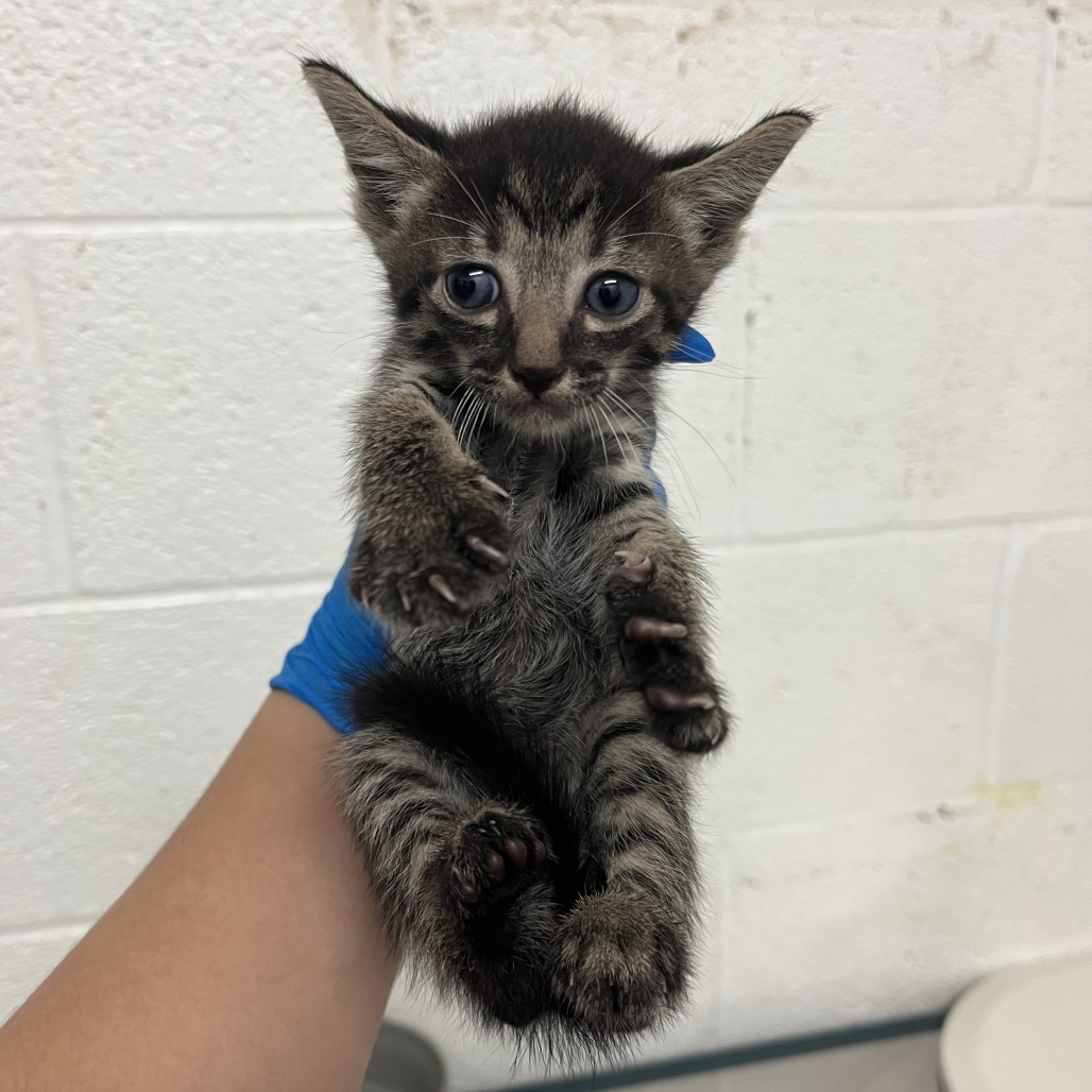 FLAN F3 - Domestic Shorthair available for adoption