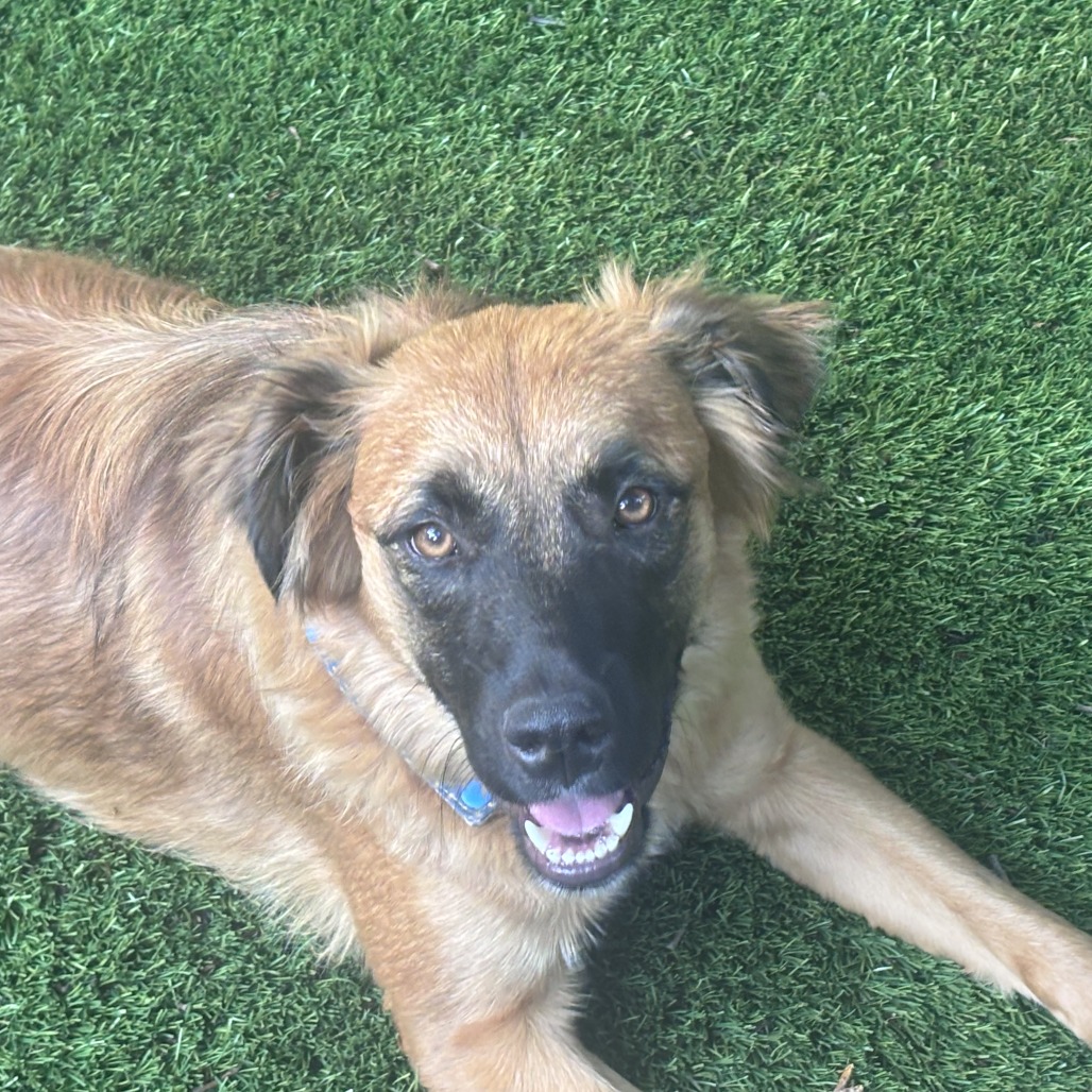 Nashua - FOSTER OR ADOPTER NEEDED