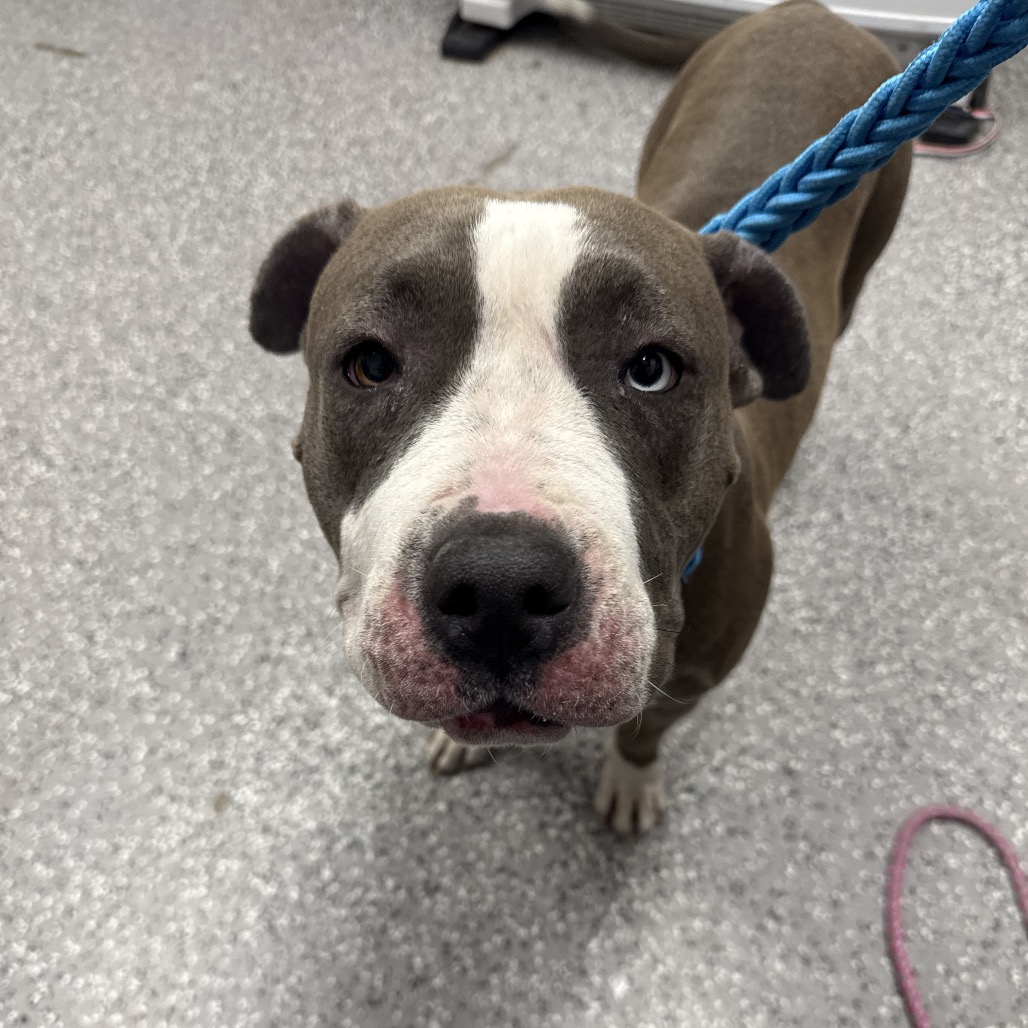 LOVEY - Terrier / American Staffordshire available for adoption