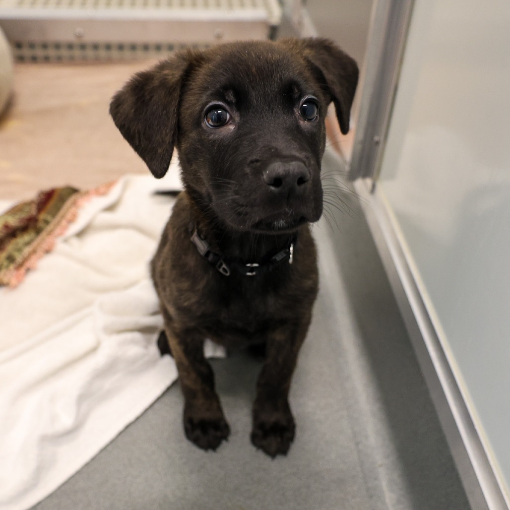 Cherub — thumbnail 3