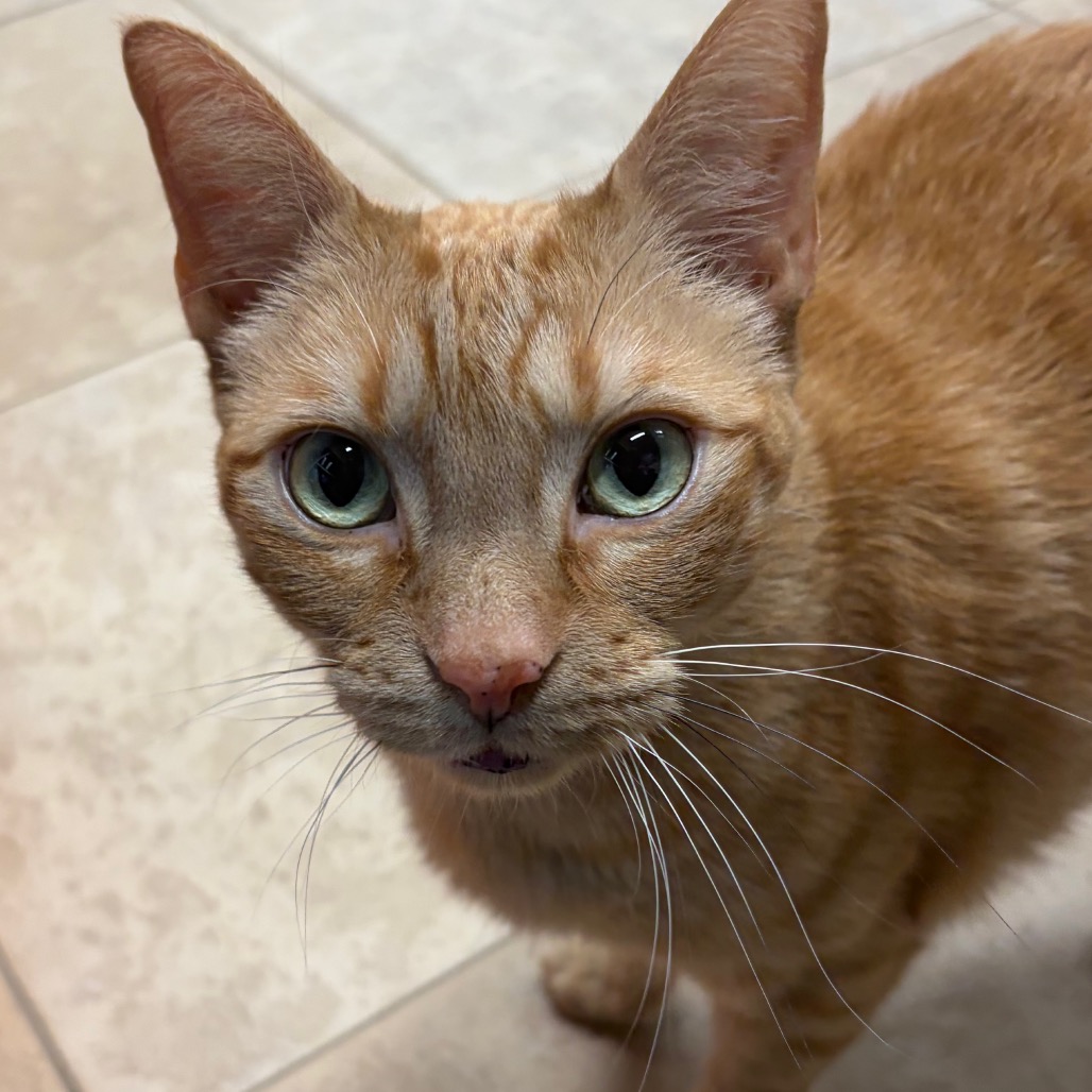 Mordecai — thumbnail 5