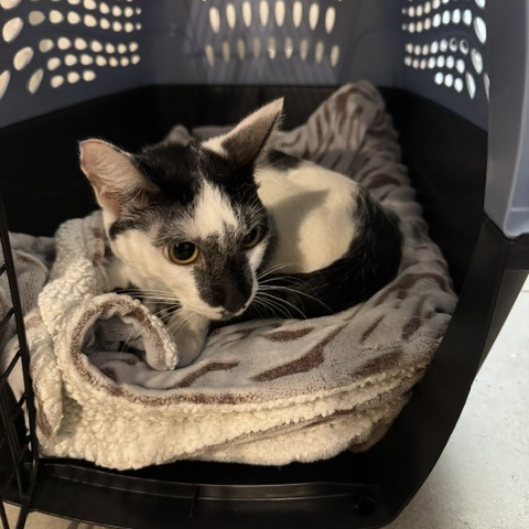 MANCHITAS - Domestic Shorthair available for adoption
