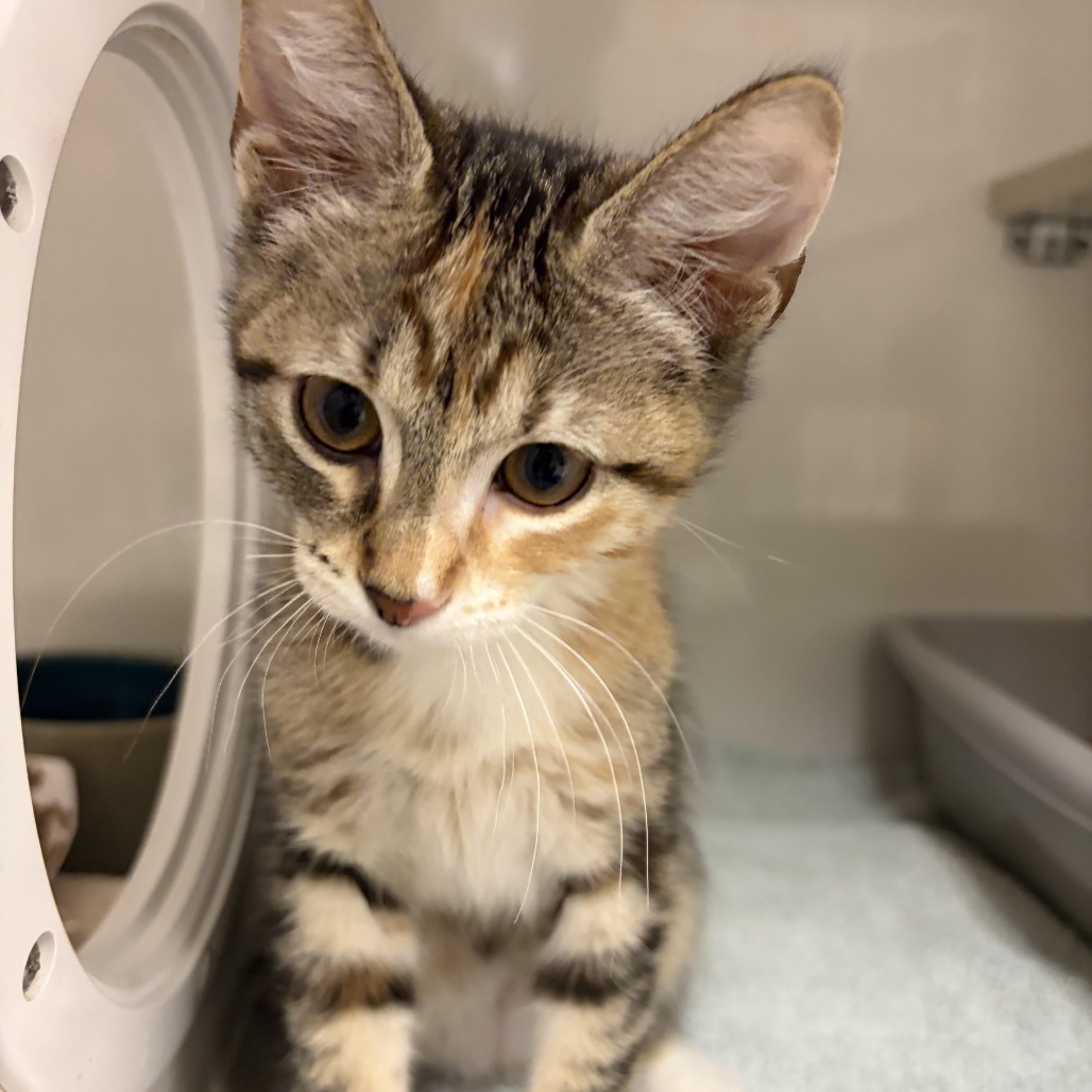 Caramel - Domestic Shorthair
