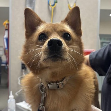 Mixed Breed