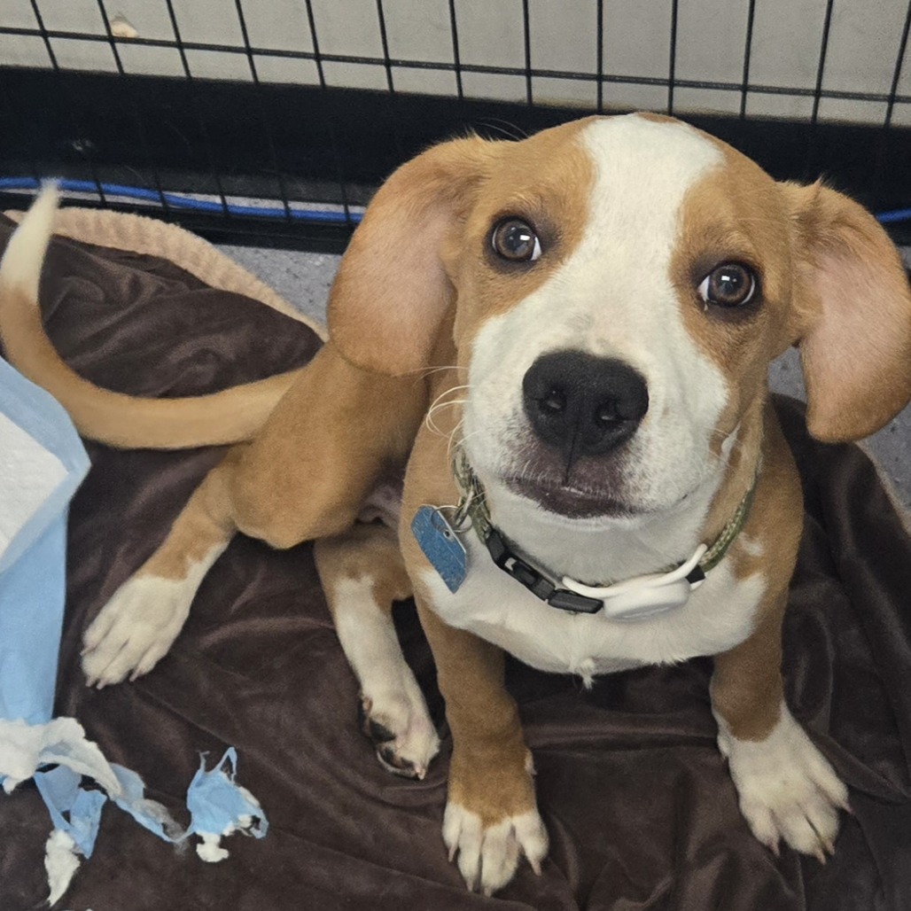 COPPER - Mixed Breed (Medium) available for adoption