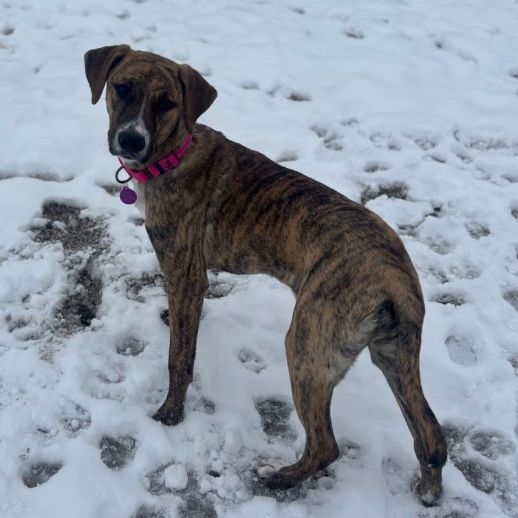 Brindle Hound, Plott Dog