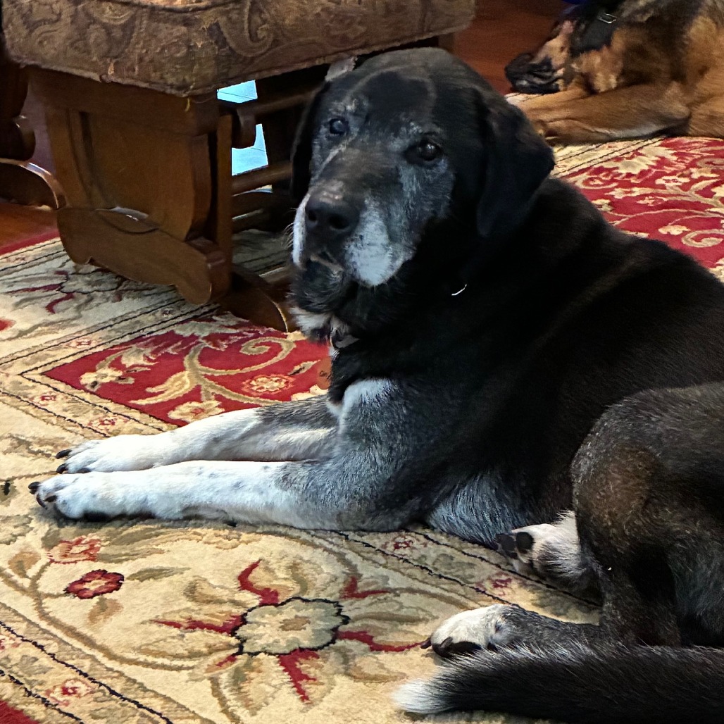 Onyx, photo 4