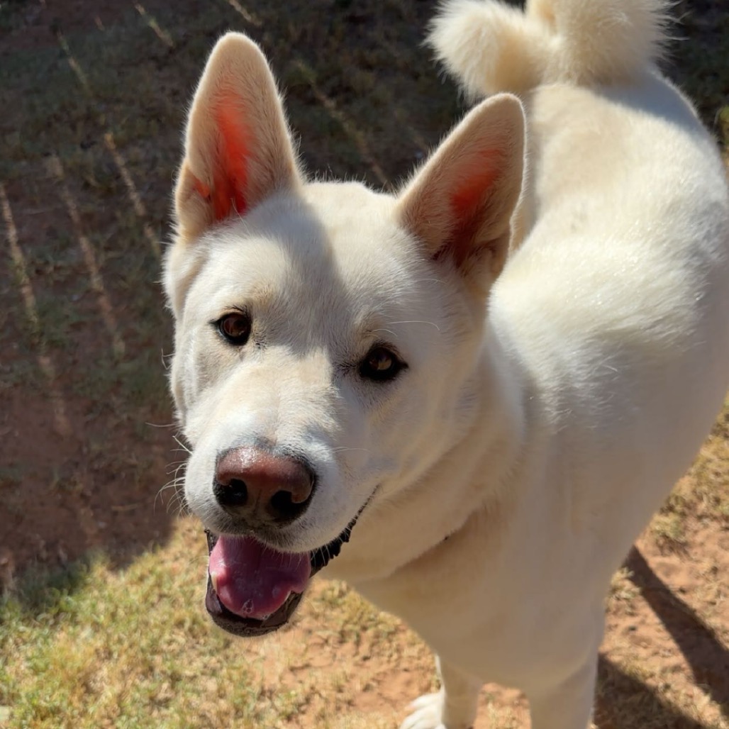 KATANA - Akita for adoption in Midland