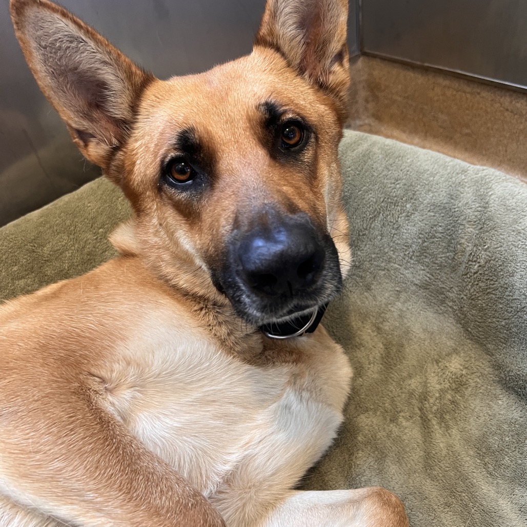 LANI - Mixed Breed (Medium) available for adoption
