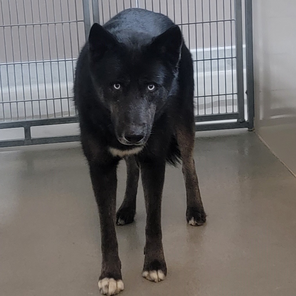 Kennel#23 Kal's preview photo