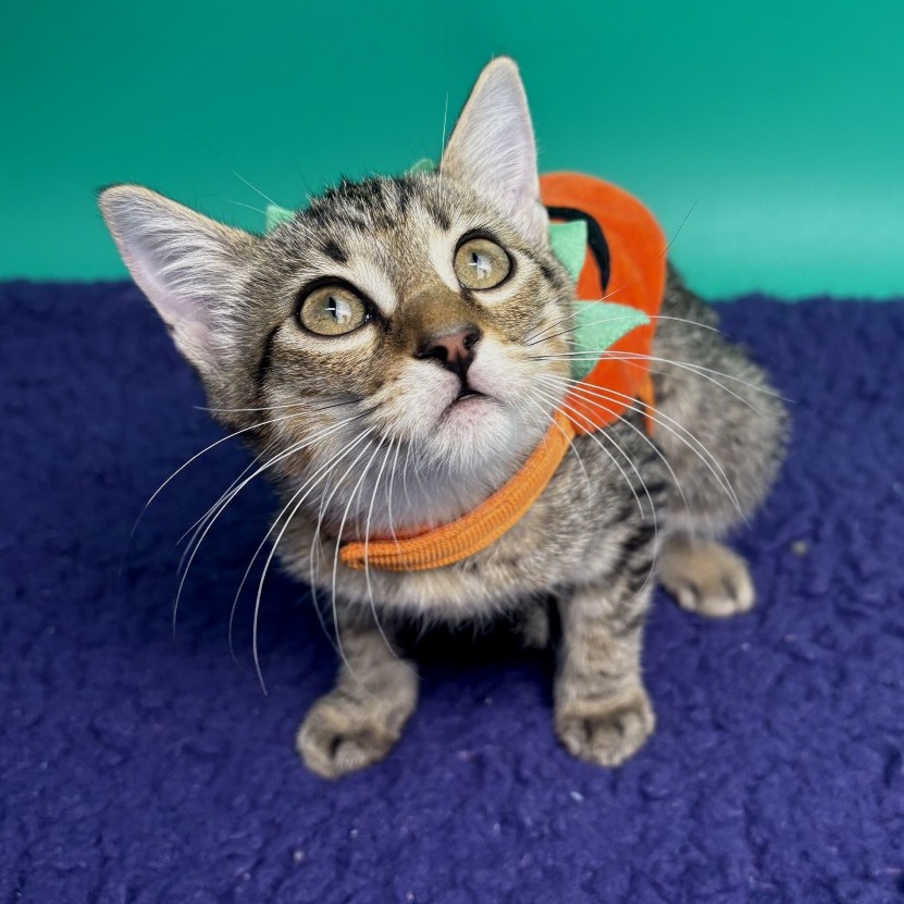 SHADOW - Domestic Shorthair available for adoption