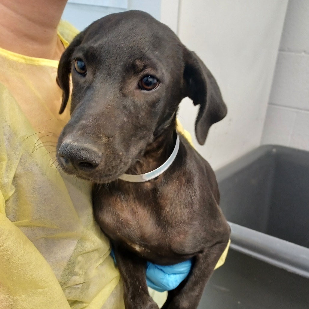 NICKY - Retriever, Labrador / Hound, Plott available for adoption
