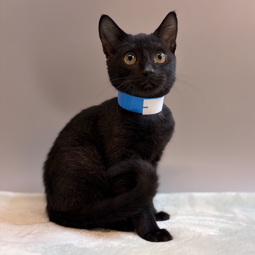 SUSHI - Domestic Shorthair / Mix available for adoption