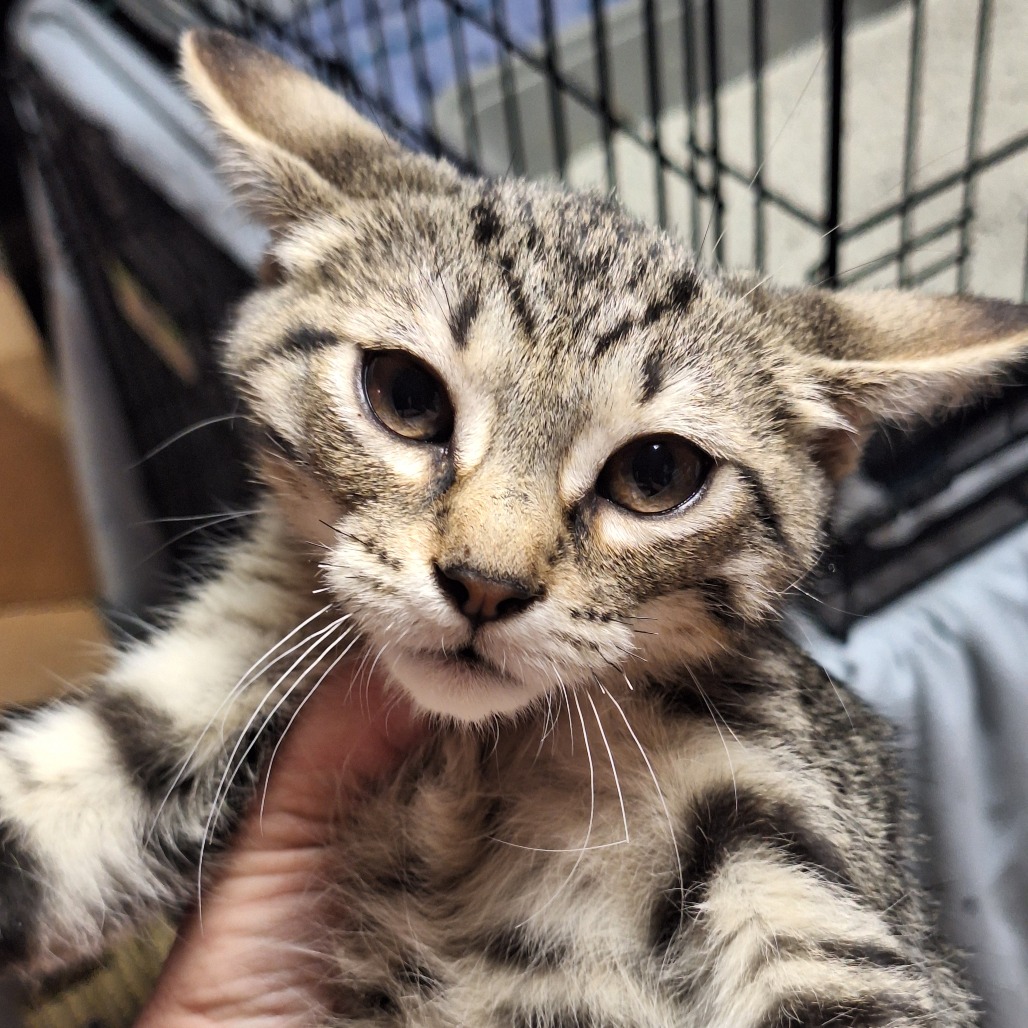 EZRA - American Shorthair available for adoption