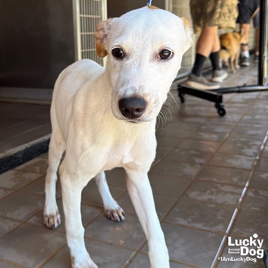 LEO DAN - Shepherd / Retriever available for adoption